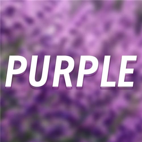 Violet Whispers｜Dreamy Purple Lens Set（Daily*5）